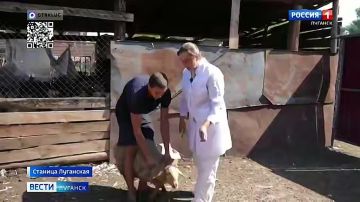 Владельцы домашней птицы обязаны поставить её на учёт до 1 сентября