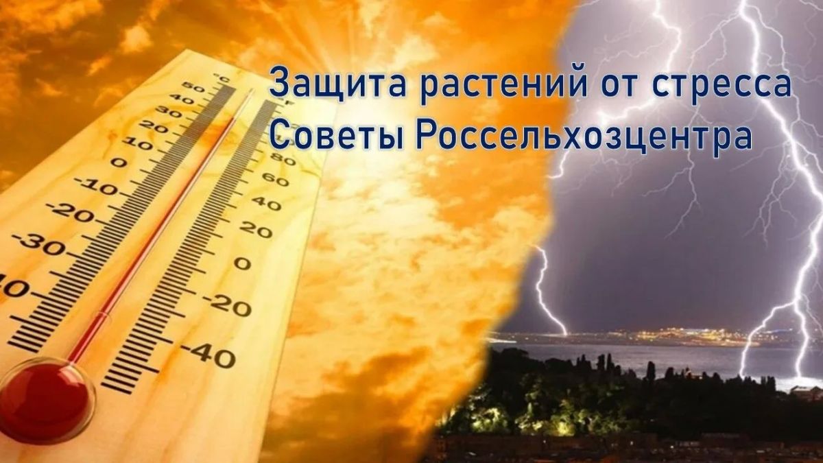 Августовские сюрпризы: как спасти урожай от температурного стресса в ЛНР
