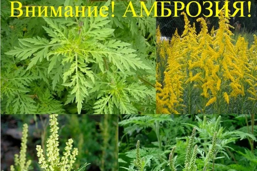 За несоблюдение мер по борьбе с амброзией полыннолистной предусмотрена административная ответственность!