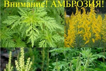 За несоблюдение мер по борьбе с амброзией полыннолистной предусмотрена административная ответственность!