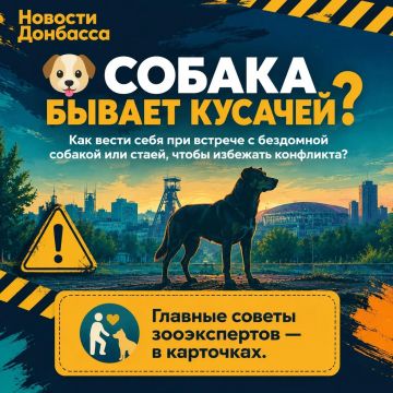 Как вести себя при встрече с бездомной собакой или стаей, чтобы избежать конфликта?