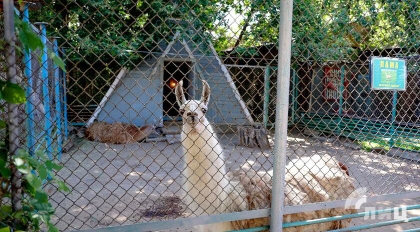 Перемещение луганского зооуголка в парк имени Горького находится в стадии проекта