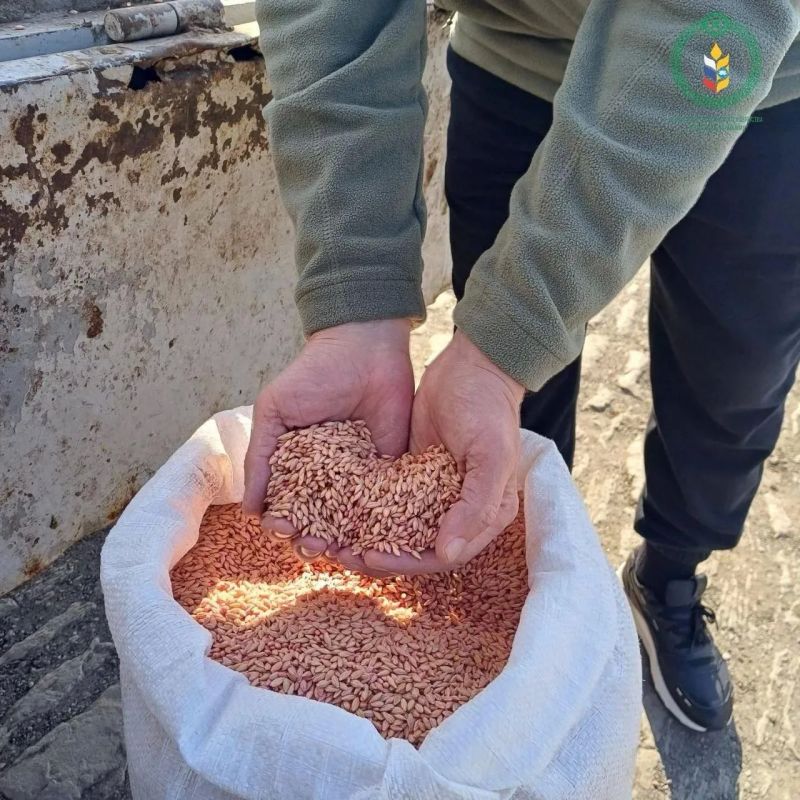 В Антрацитовском округе завершилась уборка ярового ячменя, семенной материал которого был передан в рамках гуманитарной помощи из региона-шефа Калмыкии В Антрацитовском округе завершилась уборка ярового ячменя, семенной материал которого был передан в рамках гуманитарной помощи из региона-шефа Калмыкии