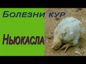 Памятка для населения. Болезнь Ньюкасла