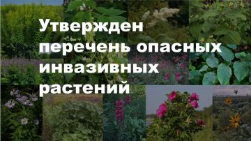 В ЛНР официально утверждён «чёрный список» растений-агрессоров