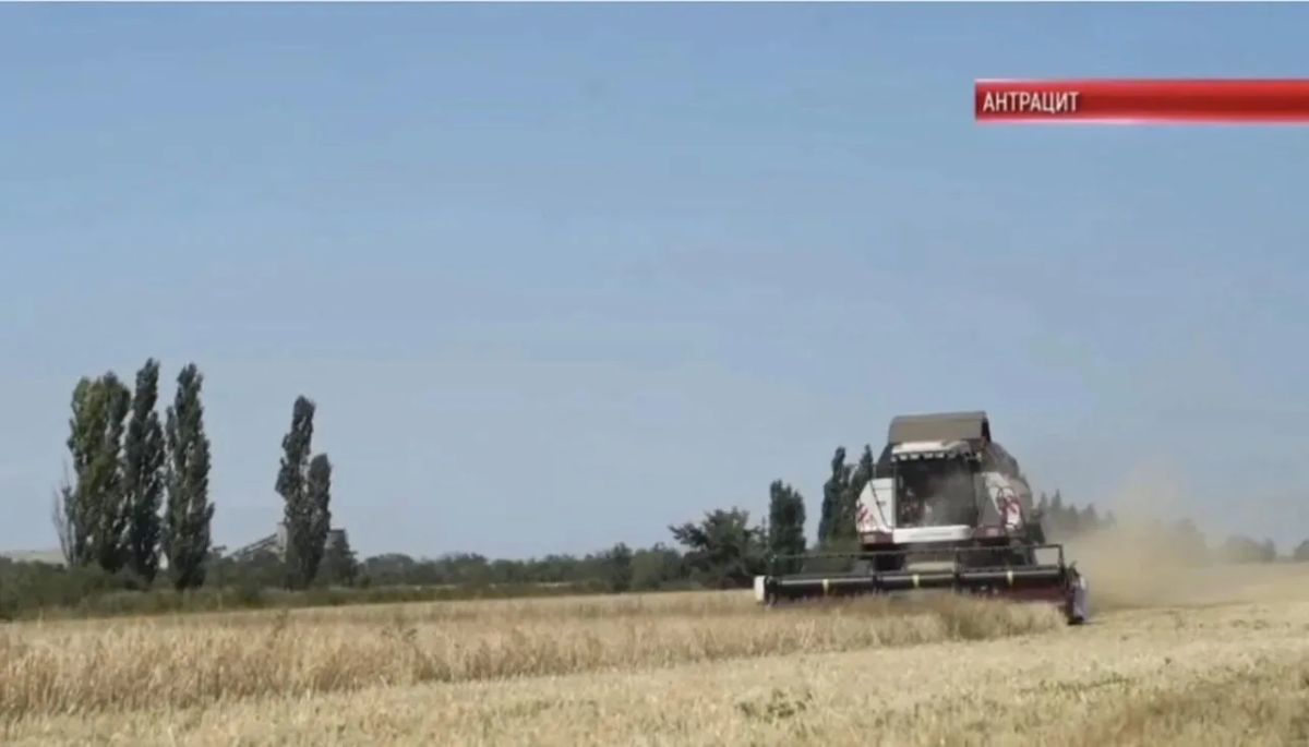 В Антрацитовском округе завершилась уборка ярового ячменя, семенной материал которого был передан в рамках гуманитарной помощи из региона-шефа Калмыкии