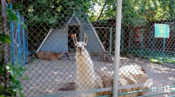 Перемещение луганского зооуголка в парк имени Горького находится в стадии проекта