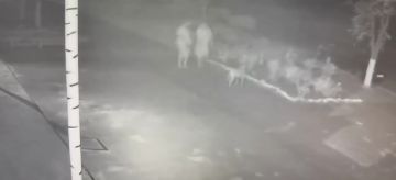 Неизвестные украли цветы с клумбы в Северодонецке ЛНР