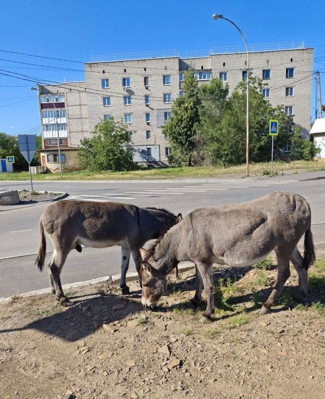 Краснодонские ослики снова сбежали и гуляют по городу Краснодонские ослики снова сбежали и гуляют по городу