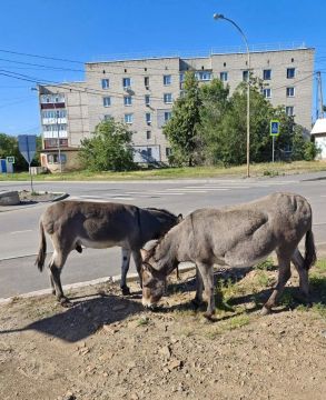 Краснодонские ослики снова устроили побег