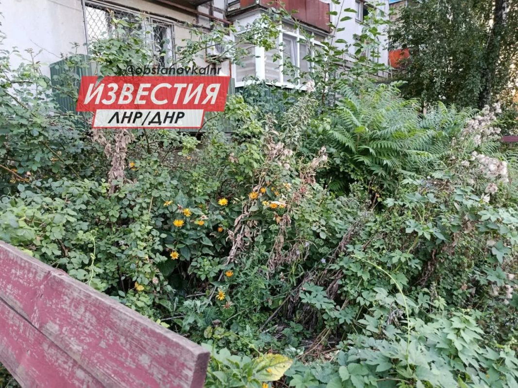 Двор в Лисичанске — как из хоррора: амброзия выше пояса, окна выбиты, канализация течёт Двор в Лисичанске — как из хоррора: амброзия выше пояса, окна выбиты, канализация течёт