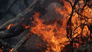 В ЛНР объявлена чрезвычайная пожароопасность: 5 класс в западных районах