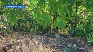 Сотрудники наркоконтроля изъяли крупную партию марихуаны у 45-летнего жителя Суходольска