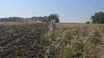 В Чернухино начались работы по обновлению минерализованных полос