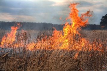 В ЛНР объявили чрезвычайную пожароопасность