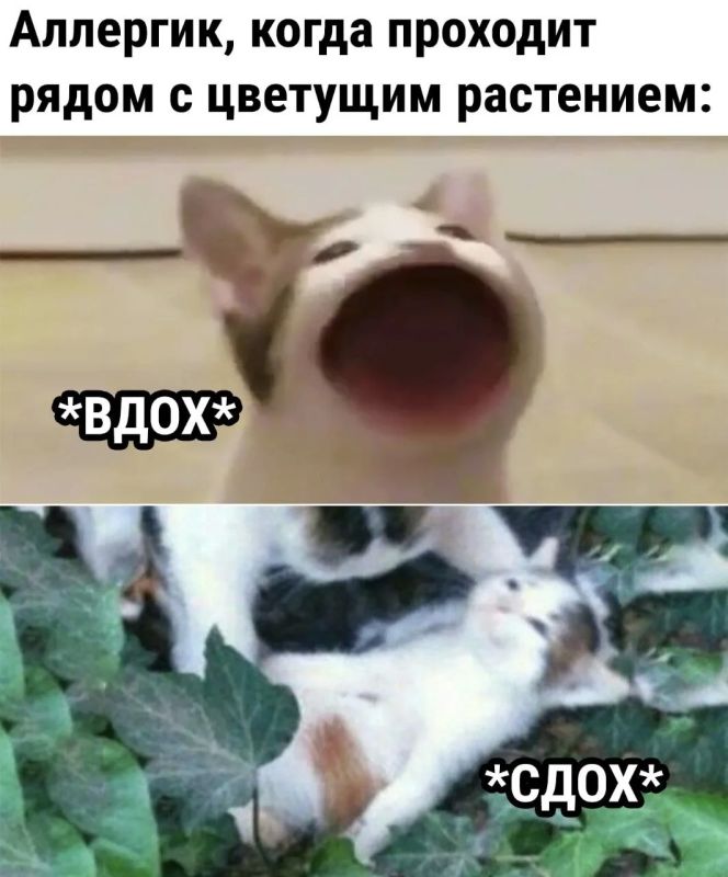 Амброзия — она такая. Блокнот Луганск