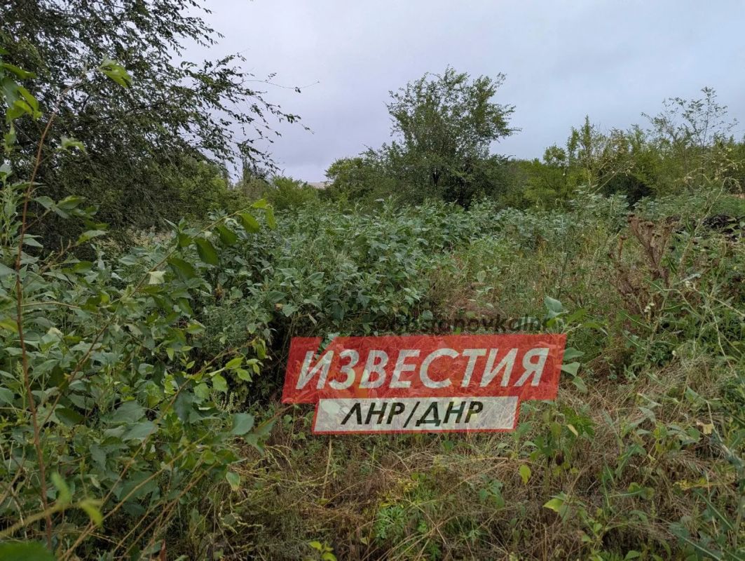Амброзия в человеческий рост — жители Луганска жалуются на заросли опасного сорняка Амброзия в человеческий рост — жители Луганска жалуются на заросли опасного сорняка