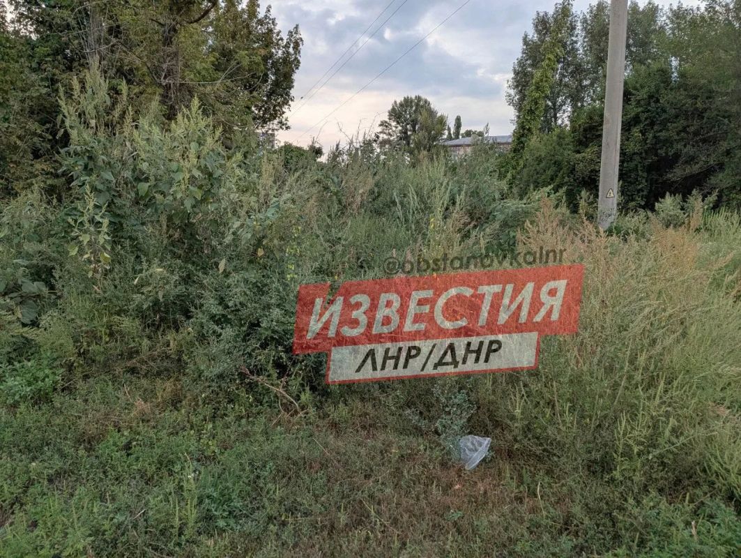 Амброзия в человеческий рост — жители Луганска жалуются на заросли опасного сорняка Амброзия в человеческий рост — жители Луганска жалуются на заросли опасного сорняка