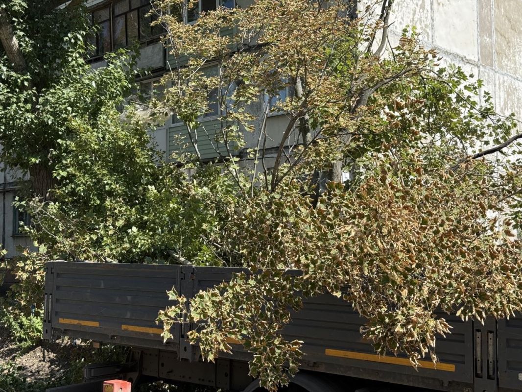 Во дворе квартала Лютикова г. Краснодона спилят более 20 аварийных деревьев Во дворе квартала Лютикова г. Краснодона спилят более 20 аварийных деревьев