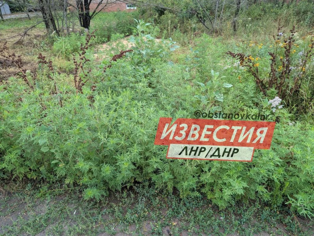Амброзия в человеческий рост — жители Луганска жалуются на заросли опасного сорняка Амброзия в человеческий рост — жители Луганска жалуются на заросли опасного сорняка