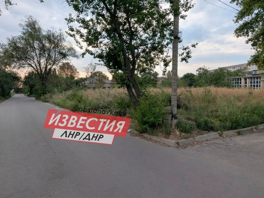 Амброзия в человеческий рост — жители Луганска жалуются на заросли опасного сорняка Амброзия в человеческий рост — жители Луганска жалуются на заросли опасного сорняка