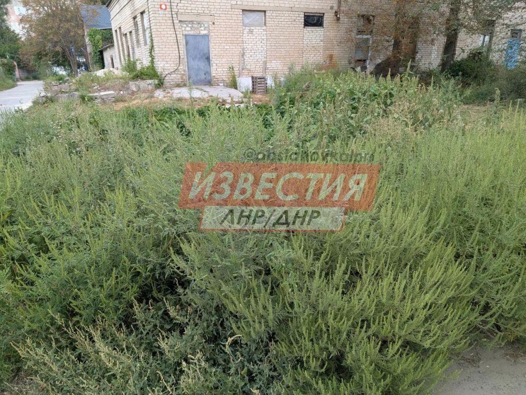 Амброзия в человеческий рост — жители Луганска жалуются на заросли опасного сорняка Амброзия в человеческий рост — жители Луганска жалуются на заросли опасного сорняка
