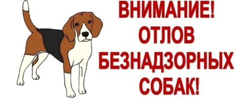 В городе Краснодоне проводятся плановые мероприятия по работе с безнадзорными животными