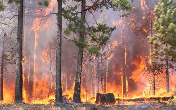 В ЛНР сохраняется высокая и чрезвычайная пожароопасность