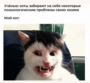 У кого такой же кот?. Температура: сейчас +18°C, днём — +28°C