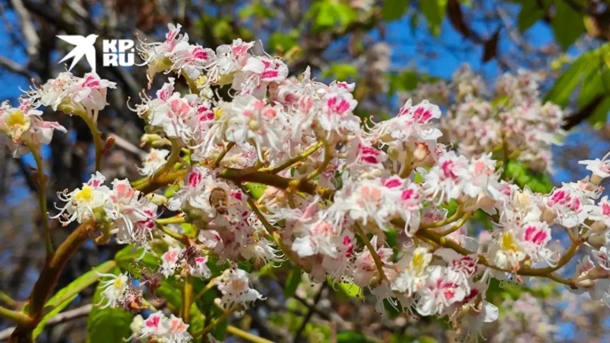 Чудо 1 сентября: в Луганске зацвели каштаны