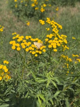 � ������ �����, ������ ����������� �������������� ������!