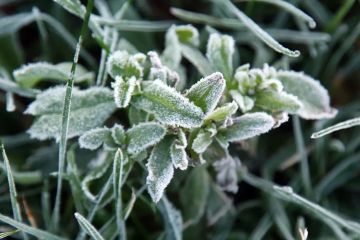 В ЛНР ожидаются заморозки до -3°C