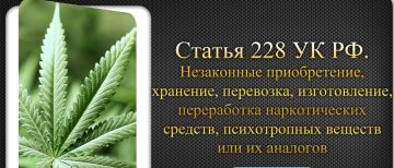 Уголовная ответственность за хранение конопли (ст