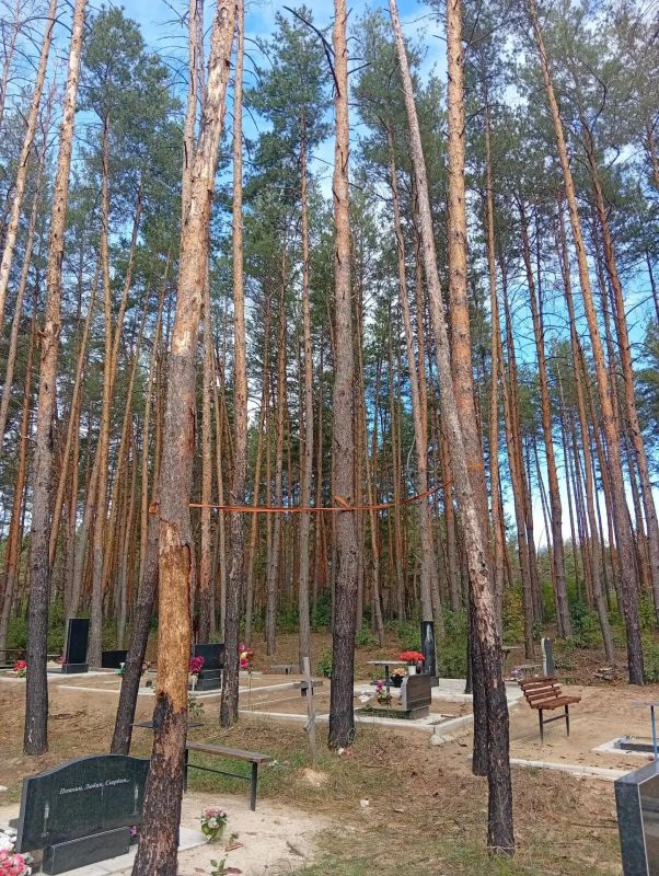 Владимир Чернев: По обращениям жителей, а также в ходе планового мониторинга, специалистами МБУ «Ритуальная служба» выполнен срез аварийных деревьев на кладбище в селе Чмыровка Владимир Чернев: По обращениям жителей, а также в ходе планового мониторинга, специалистами МБУ «Ритуальная служба» выполнен срез аварийных деревьев на кладбище в селе Чмыровка