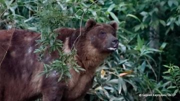 Угрожавшего людям агрессивного медведя ликвидировали в Свердловском районе Красноярска, сообщает ГУ МВД по краю