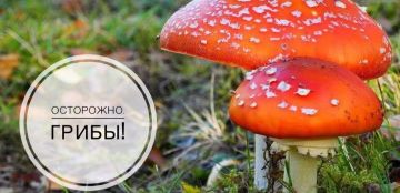Осторожно, грибы! Информирует ОНДиПР по Меловскому району УНДиПР Главного управления МЧС России по ЛНР