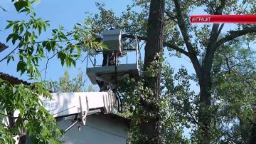 Спил аварийных деревьев - одна из важных задач озеленителей Антрацита