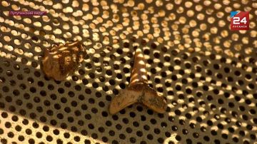 Зубы потомка мегалодона и останки сирен: большие раскопки ведут в Лутугинском округе