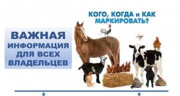 ВАЖНО ДЛЯ ВЛАДЕЛЬЦЕВ ЛИЧНЫХ ПОДСОБНЫХ ХОЗЯЙСТВ!