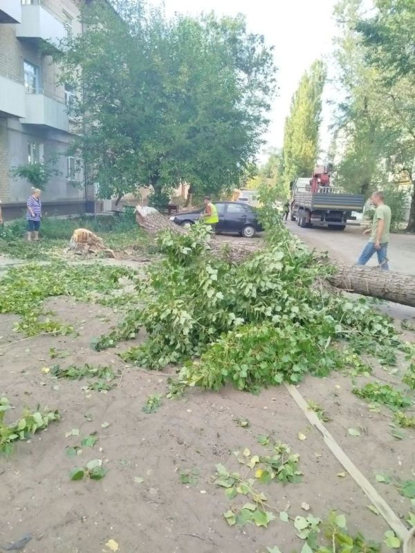 Безопасность жителей — в приоритете: по просьбе жильцов спилены аварийные деревья у одного из многоквартирных домов