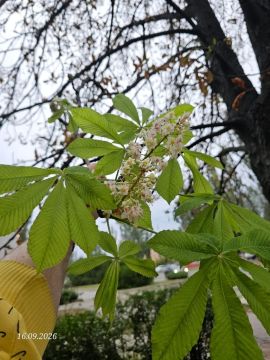 Жители Востока Луганска заметили цветущий каштан