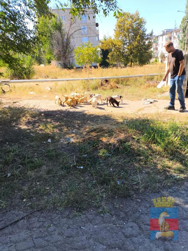 В Лисичанске продолжаются мероприятия по обращению с животными без владельцев В Лисичанске продолжаются мероприятия по обращению с животными без владельцев