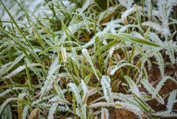 Заморозки до -3°C ожидаются в ЛНР