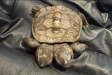 � ��� �������� ����������� ��������