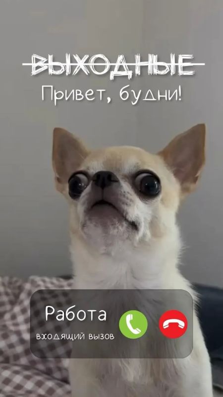 Доброе утро, понедельник! Как часто мы встречаем первый рабочий день с лёгкой грустью, но знайте – это временно!