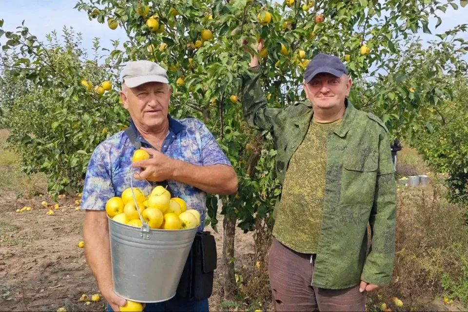 «Урожай собирали все - от водителя до бухгалтера»: как в ЛНР возрождают яблоневые сады