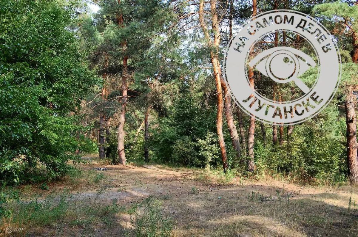 ЛНР - зеленая Республика! В ЛНР осенью высадят новые леса на площади более 75 гектаров