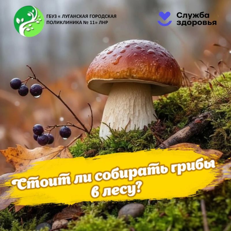 Осенний лес манит ароматом листвы, свежим воздухом и желанием вернуться домой с полной корзиной грибов