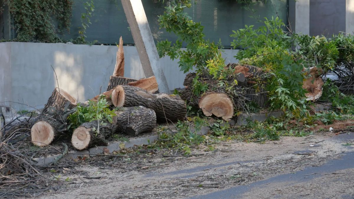 В Луганске оперативно устранили последствия падения дерева В Луганске оперативно устранили последствия падения дерева