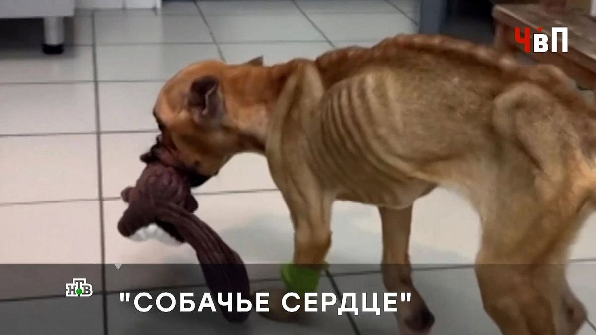 Заморила собаку голодом назло бывшему мужу — в этом свердловские волонтеры обвиняют мать двоих детей Викторию Шамсутдинову